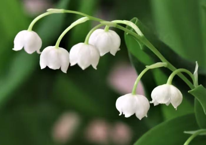 鈴蘭花