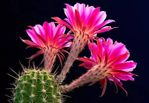 仙人掌開花